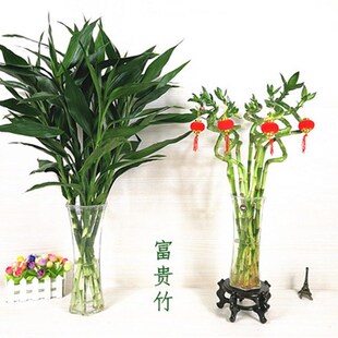 室内转运竹观音竹富贵竹水培植物竹子盆栽玻璃花瓶透明竹子盆栽