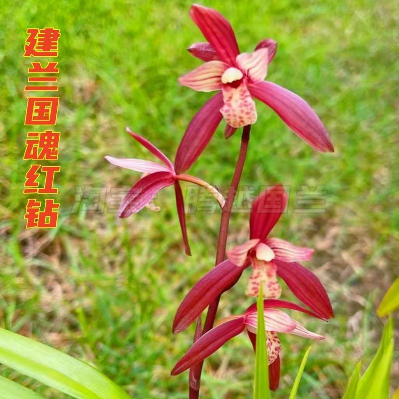 兰花苗名贵建兰【国魂红钻佛光红素】室内客厅庭院桌面绿植花卉