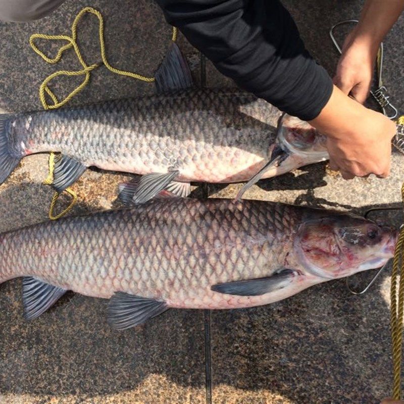 钓青鱼饵料添加剂诱大青草鱼小药约箹黑皖香精廖师傅黑坑水库打窝,户外/登山/野营/旅行用品,台钓饵,淘宝优惠券,粉丝福利购,淘宝优惠卷
