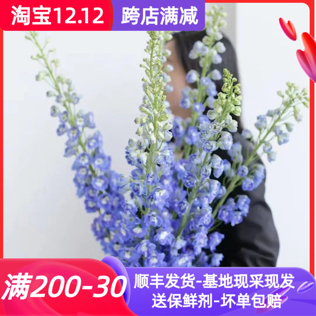 鲜切花大飞燕鲜花云南基地直发批花瓶插花束新鲜家用水养市场顺丰