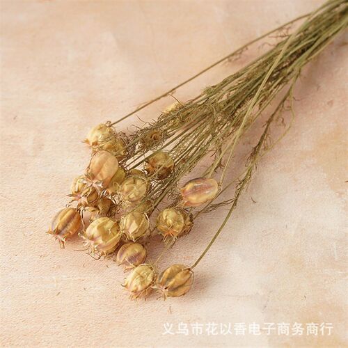 [nigella] Natural Dried Flower Eternal Flower Nordic Home De