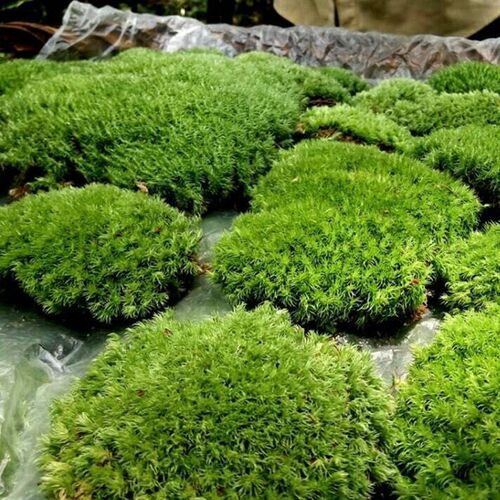 Moss Micro-landscape Air-dried//fresh White-haired Moss Smal