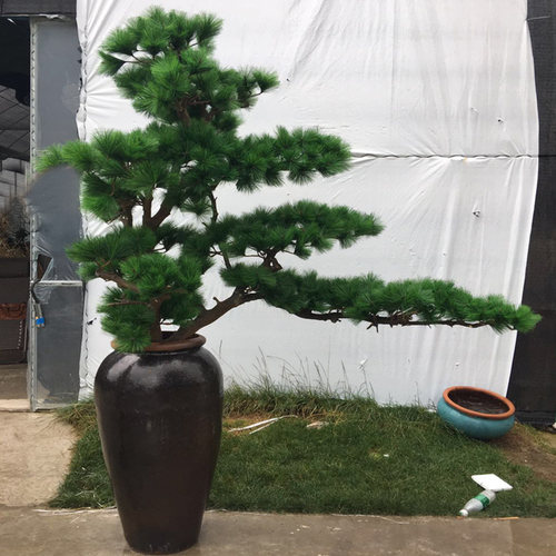 仿真迎客松树酒店摆件装饰餐厅罗汉松庭院树杆崖柏枯树客厅干树枝