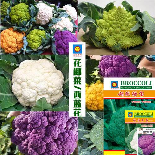 Cauliflower, broccoli seeds, mixed batch rapeseed, running