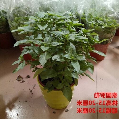 basil nine floors of the tower for food spices green plant p