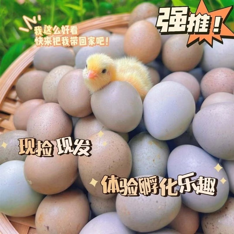 迷你芦丁鸡可孵化种蛋网红鸡种蛋鸟