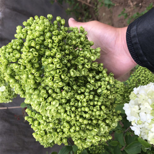 中华木本绣球花树大苗盆栽大花型斗球四季庭院别墅阳台花卉绿植物