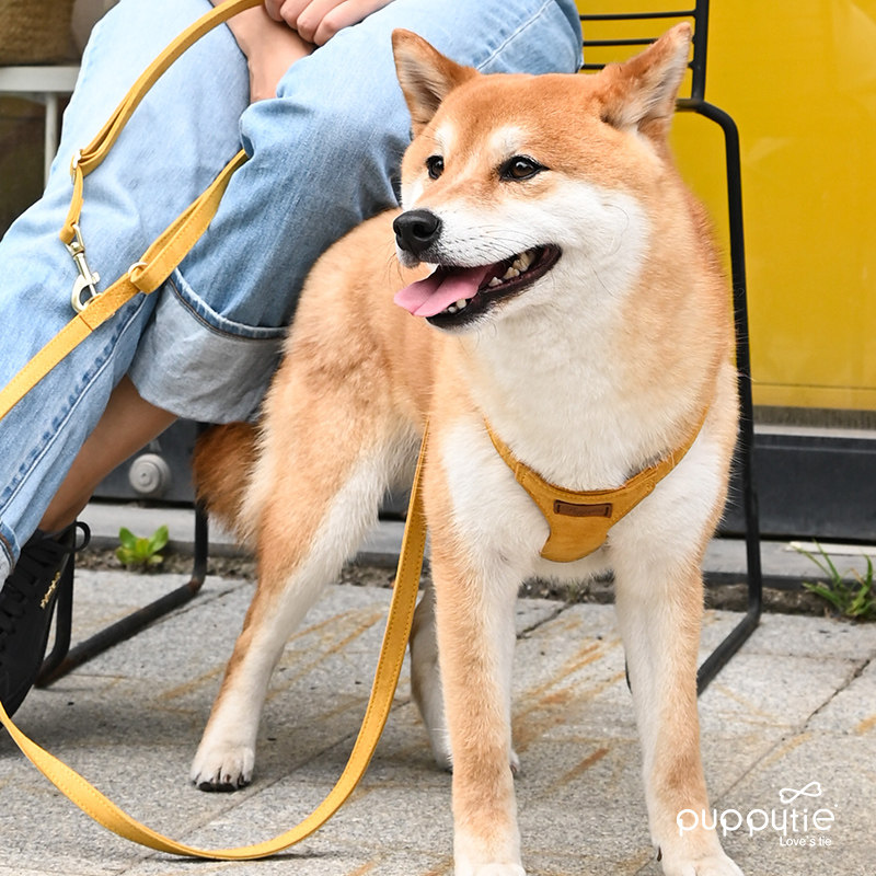 狗狗牵引绳可调节肩背跨肩系腰斜跨一拖二中型犬小型犬狗绳
