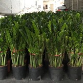 金钱树盆栽植物室内大绿植钱串子招财客厅四季 常青发财树盆景招财