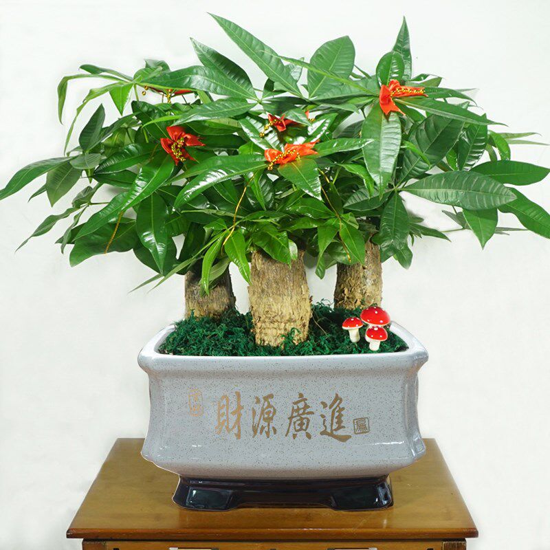 发财树开业乔迁送礼招财盆栽植物花卉室内吸甲醛绿植小盆景