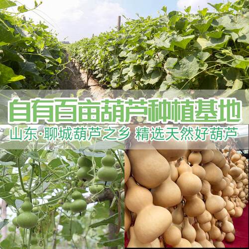 葫芦挂件门口客厅家用大门对门真天然葫芦带五帝钱汽车小葫芦摆件