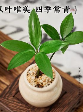 竹柏迷你植物小盆栽拇指绿植办公室内桌面摆件盆景四季长青好养活