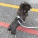2023新款 狗狗牵引绳中小型犬胸背带雪纳瑞比熊博美柴犬通用遛狗绳
