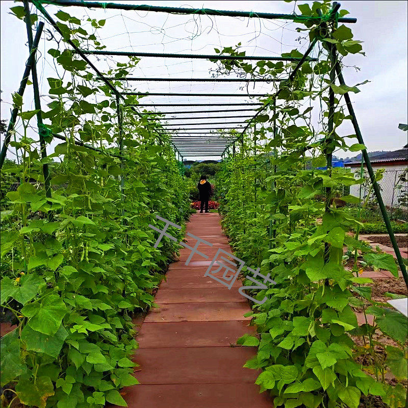 葡萄架爬藤植物支撑杆百香果黄瓜豆角庭院室外包塑钢管月季攀爬架