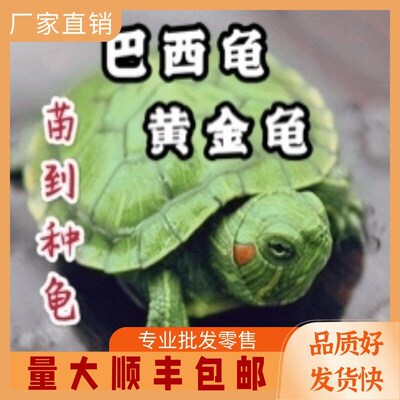 Brazilian turtle Chinese grass line grass phase hand crab ye