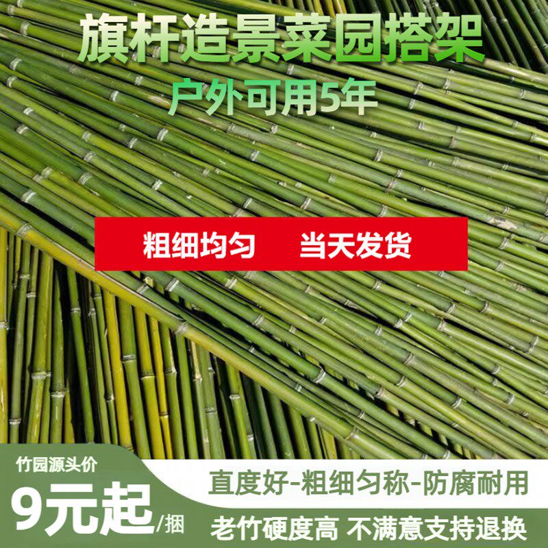 竹竿菜园搭架黄瓜蔬菜番茄葡萄豆角架杆竹篱笆栅栏旗杆小竹子细竹