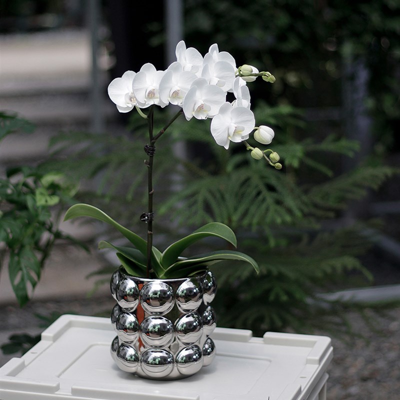 土生土长 白色蝴蝶兰室内桌面开花植物带花苞花卉兰花盆栽