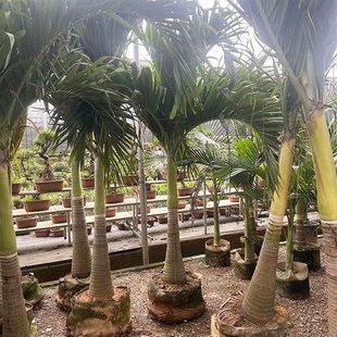 圣诞椰子树庭院大型绿植耐热带雨淋大植物室外造景棕榈好养易活树