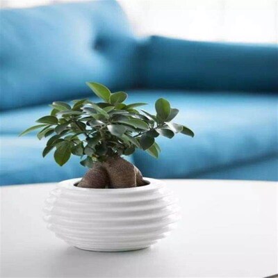 monstera lare potted reen plant indoor purification