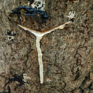 生漆世家 湖北恩施毛坝天然生漆 大漆土漆国漆 毛坝漆农自产自销