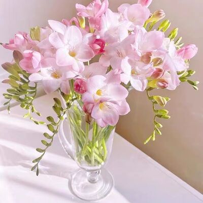 香雪兰鲜花水卉小苍兰水培鲜花香味浓香型家庭办公室云南昆明直发