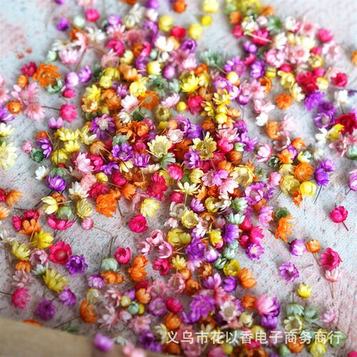 Spot Small Star Flower Head Diy Dry Flower Crystal Glue Flow