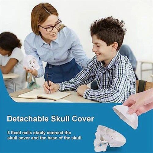 SPOR Mini Human Skull Model, 3 Parts Anatomical Skull Model