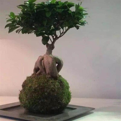 monstera lare potted reen plant indoor purification