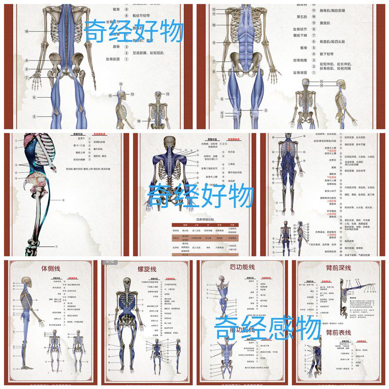 修改带数字标注A3塑封筋膜链贴图海报养生馆10张肌筋膜链墙贴挂图