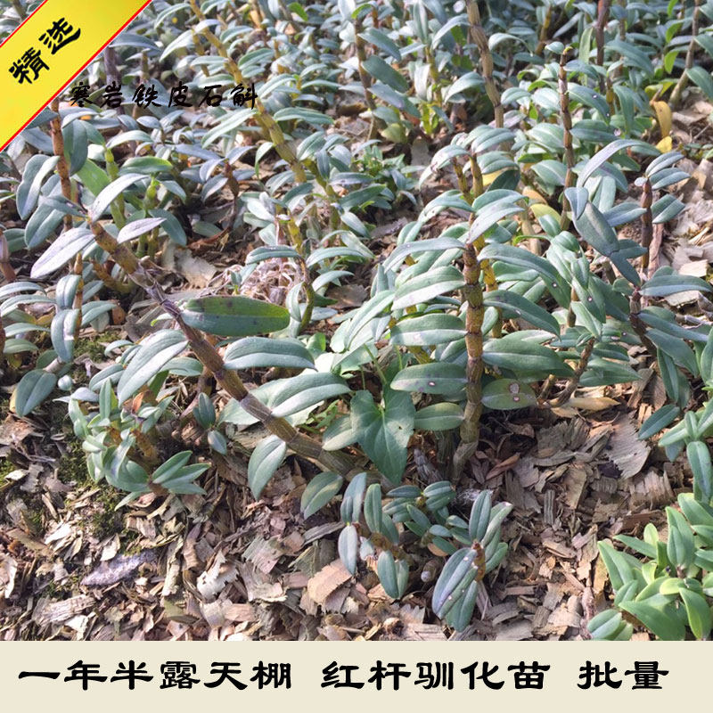 寒岩软脚红杆铁皮石斛驯化苗浙江乐清雁荡山品种一年半苗