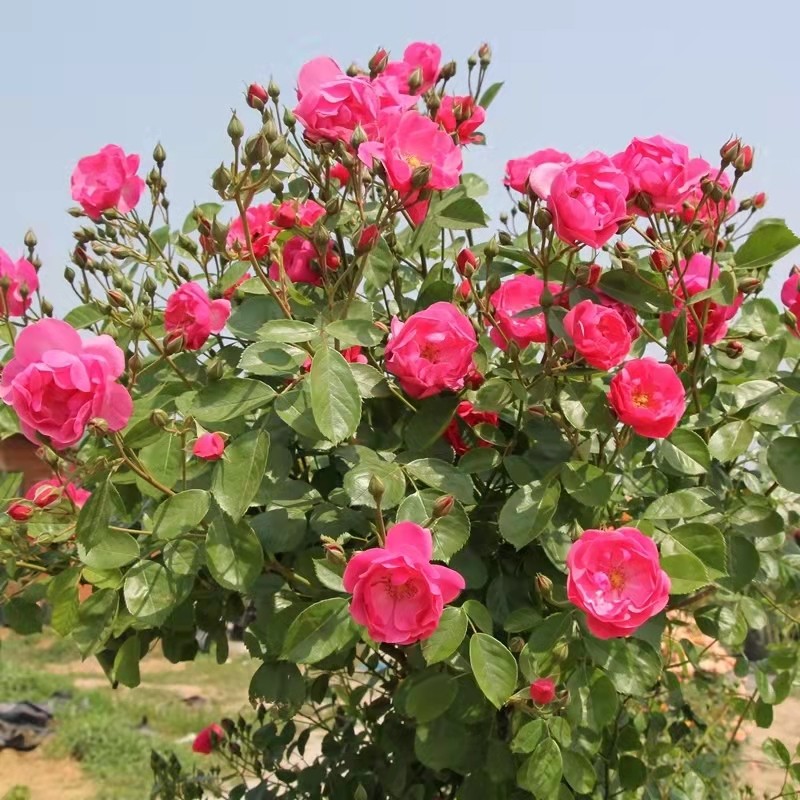 安吉拉藤本月季花苗庭院爬藤阳台盆栽植物攀援蔷薇花苗四季好养活,鲜花速递/花卉仿真/绿植园艺,月季/蔷薇/玫瑰,淘宝优惠券,粉丝福利购,淘宝优惠卷