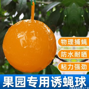柑橘大实蝇诱蝇球果园粘虫板贴果实蝇药诱粘剂灭果蝇引诱剂针锋贴