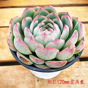 侧影莲花座多肉植物室内阳台办公桌盆栽容易养活趣味花卉绿植盆景