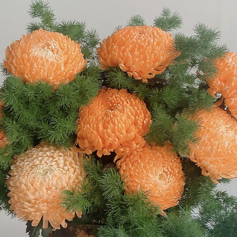 暖冬色橙色牡丹菊鲜花蓬莱松组合云南昆明直发花期长花头大节日