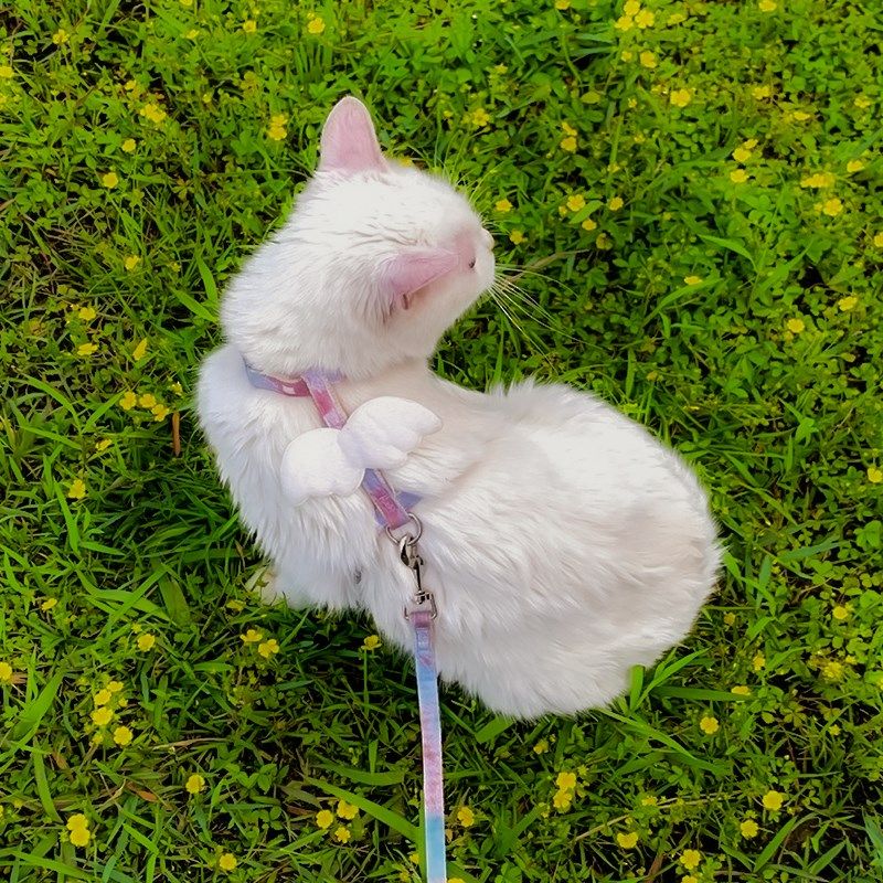 新款猫咪翅膀工字牵引绳遛猫绳锚链遛狗绳外出防挣脱专用宠物用品,宠物/宠物食品及用品,猫牵引绳,淘宝优惠券,粉丝福利购,淘宝优惠卷