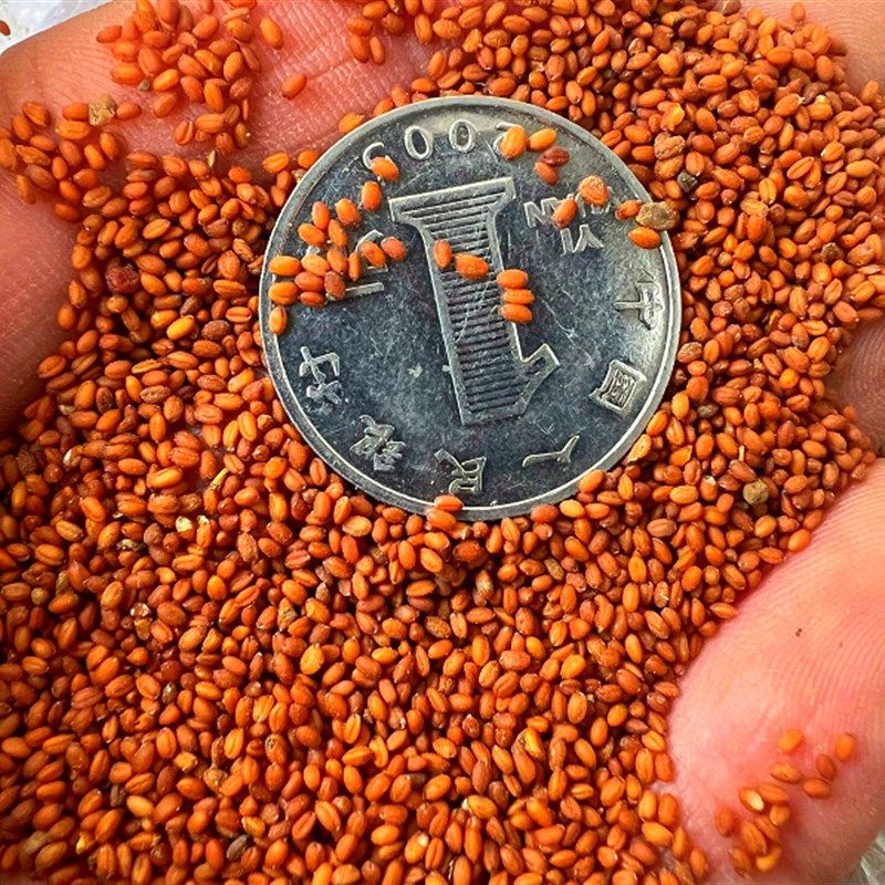 鸟粮鸟食草籽关山草籽虎皮牡丹玄风断奶增肥混合粮营养,宠物/宠物食品及用品,鸟玩具,淘宝优惠券,粉丝福利购,淘宝优惠卷