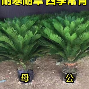 铁树盆栽绿植花卉树苗大盆景苏铁开花公母客厅室内绿植好养植物