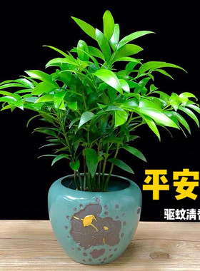 摆件平安竹柏盆栽室内客厅花卉水培净化空气四季常青驱蚊虫绿植