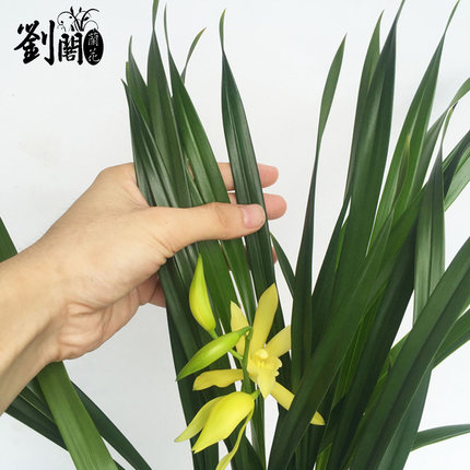 刘阁兰花 建兰四季兰花苗 黄花素 带花苞出售花卉盆栽室内绿植
