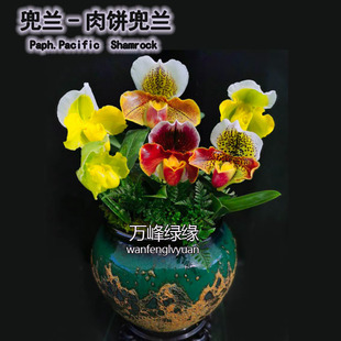 绿缘兰花带花苞 绿肉饼 红肉饼兜兰花期长大花兜兰室内桌面盆栽