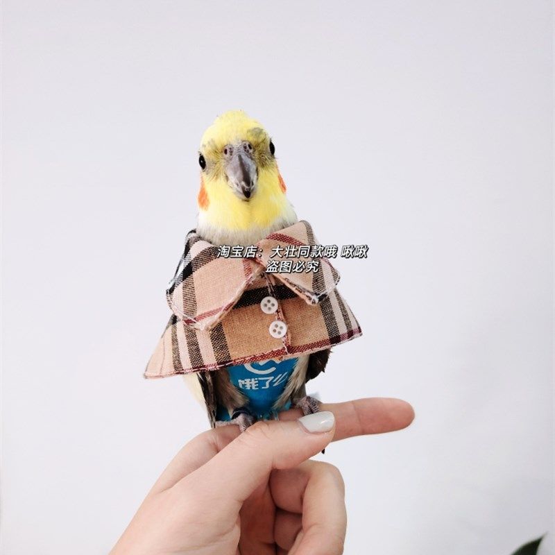 潮!宠物小鹦鹉衣服鸟衣服夏春季款格子黄衬衣,宠物/宠物食品及用品,鸟禽服饰,淘宝优惠券,粉丝福利购,淘宝优惠卷