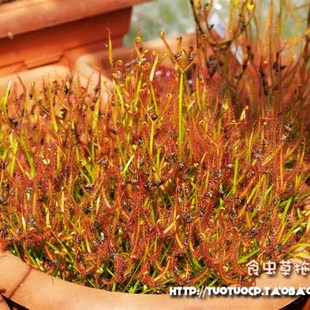 食虫植物叉叶茅膏菜大型巨型叶长可达50厘米新手推荐冷热不怕好养