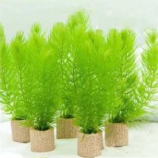 金鱼藻水草孔雀鱼热带鱼斗鱼草缸鱼缸造景装饰不怕冷水草淡水植物