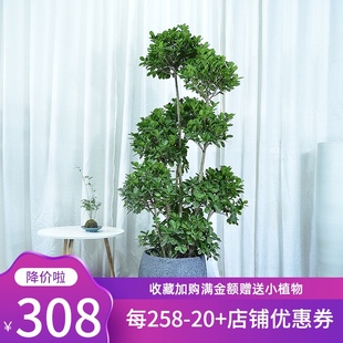 造型金钱榕树盆栽客厅庭院阳台大型观叶摇钱树盆景开业送礼大植物