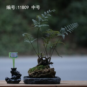 山野雅居 一物一拍吸水石狼尾蕨老桩微景喜阴耐旱易养茶桌办公室