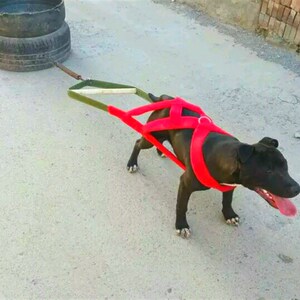 比特犬拖重背带训练负重用品狗拉车拖铁链胸背大型猛犬拖车胸背带