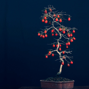 老鸦柿原生熟桩素材树老桩挂果品种金撢子盆景小苗下山母桩梦之雫