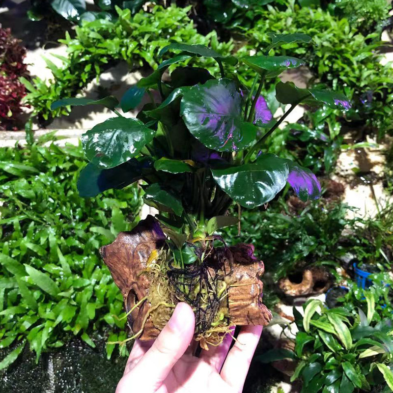 金钱榕带两孔陶瓷树桩水草鱼缸造景鱼虾躲避屋水榕懒人增氧阴性草