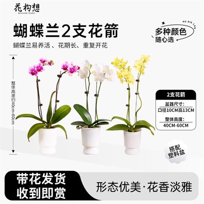 花构想2花箭蝴蝶兰高级四季原生大花室内客厅装饰蝴蝶兰种植园艺