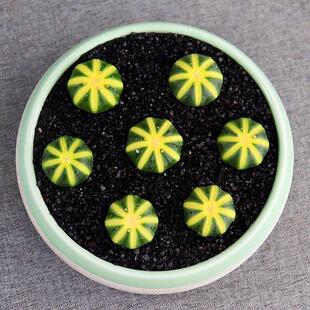 实生星兜西瓜兜兜锦多肉植物开花仙人球组合四季好养盆栽